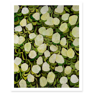 Limelights hydrangea fine art print by Alex King featuring white and green hydrangea blooms